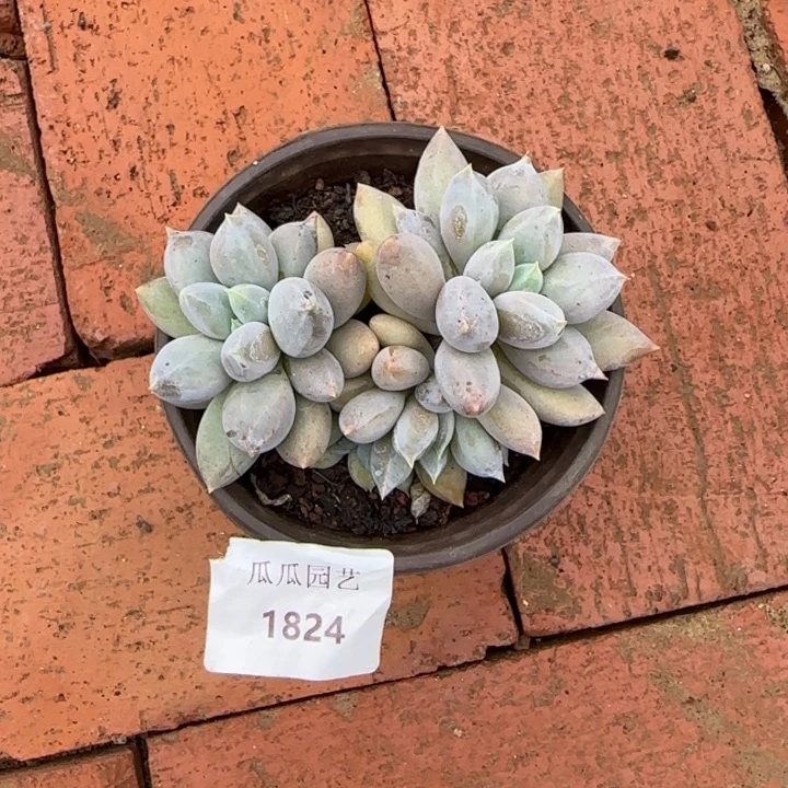1824彩体哥特萝莉多肉植物