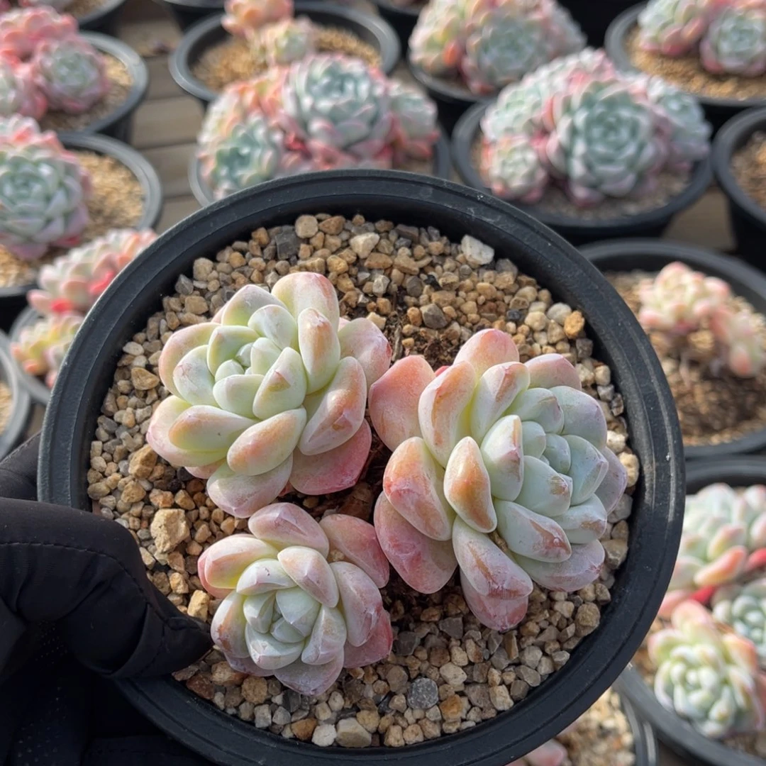 一物一拍满68包邮