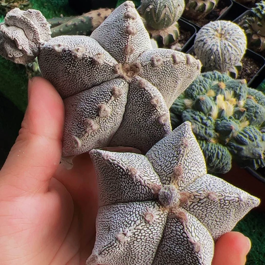 无花朵两个恩种头刚出根