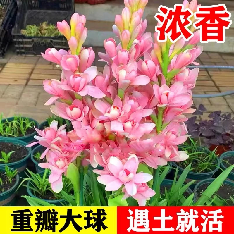重瓣晚香玉种球大花球根浓香型多年生夜来香切花阳台庭院花卉盆栽