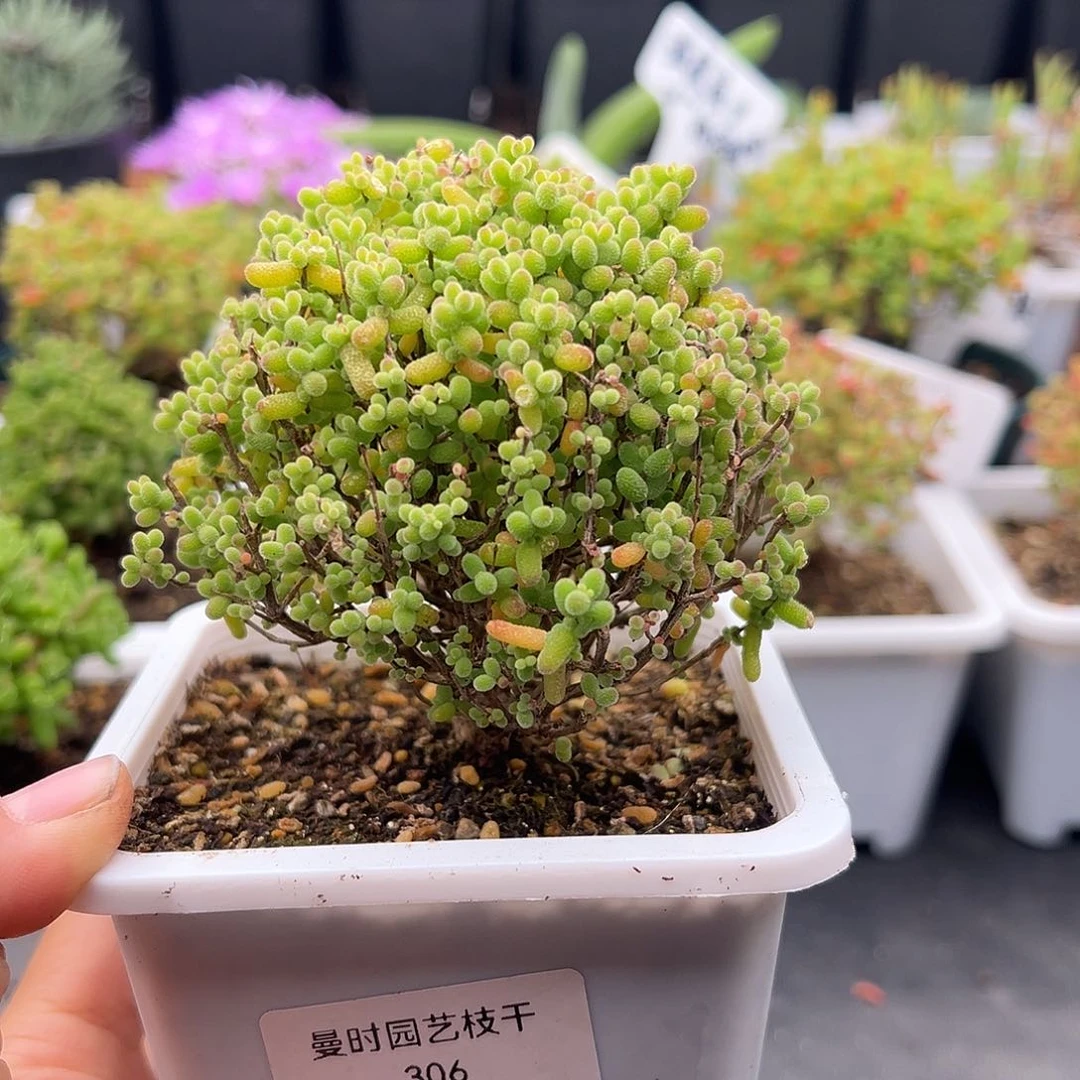 306号金桔糖球12.27多肉