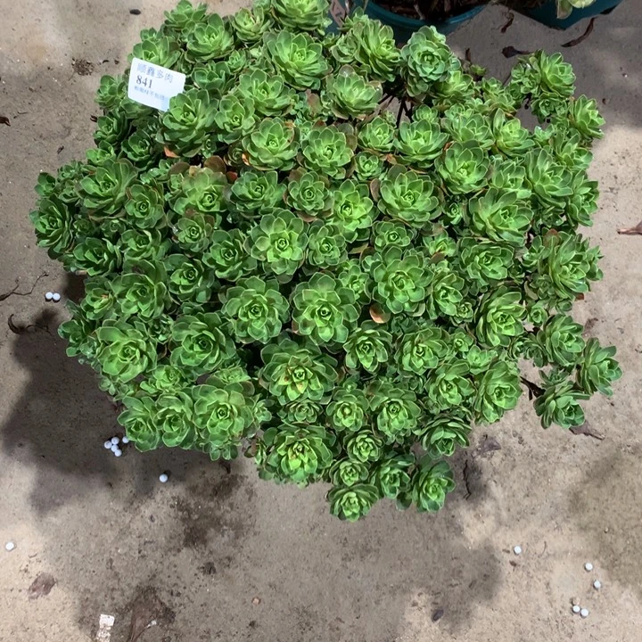 841树玫瑰多肉植物特价