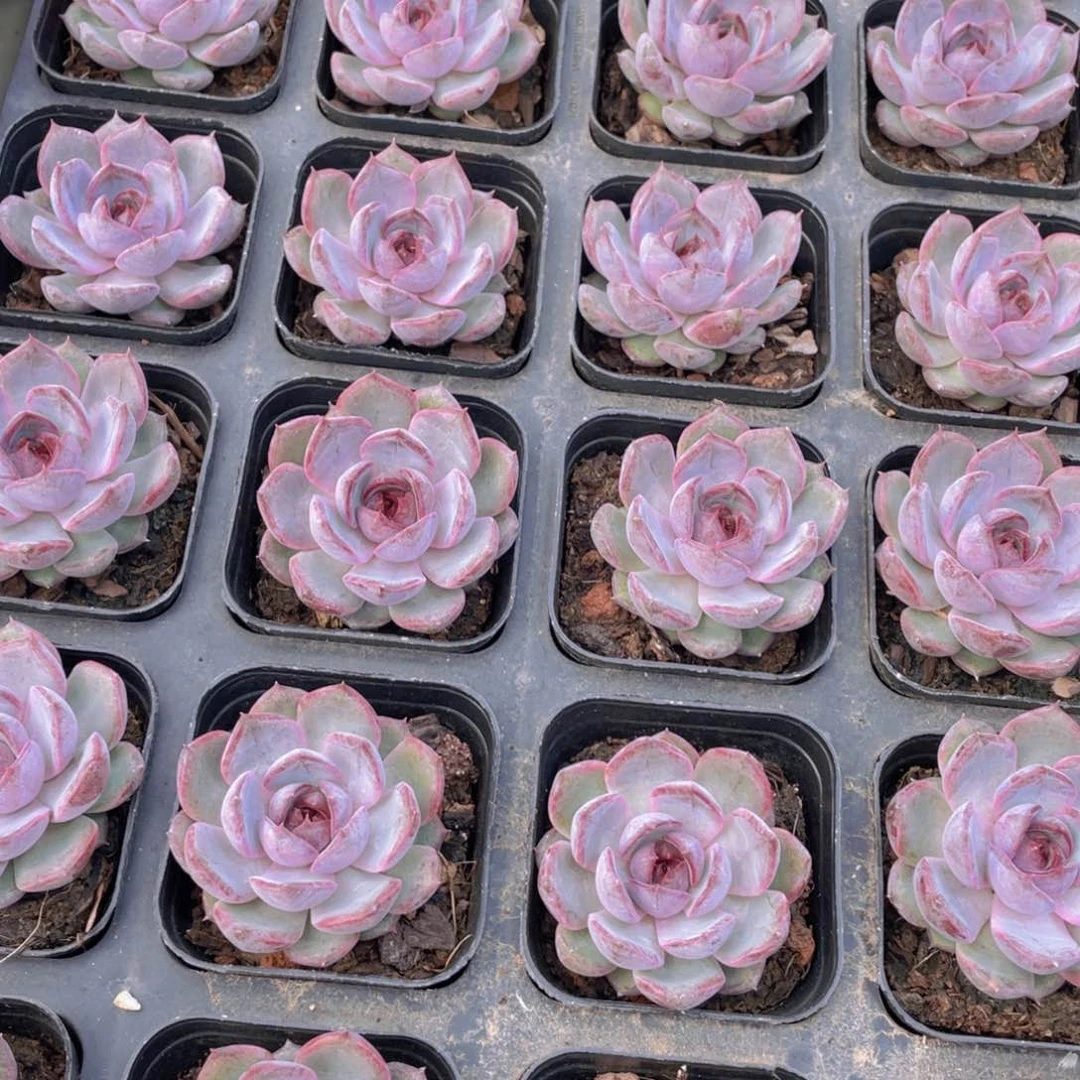 825号 新品蓝莓单头一个