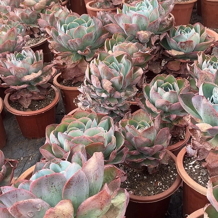 霓虹灯15.99多肉植物精品