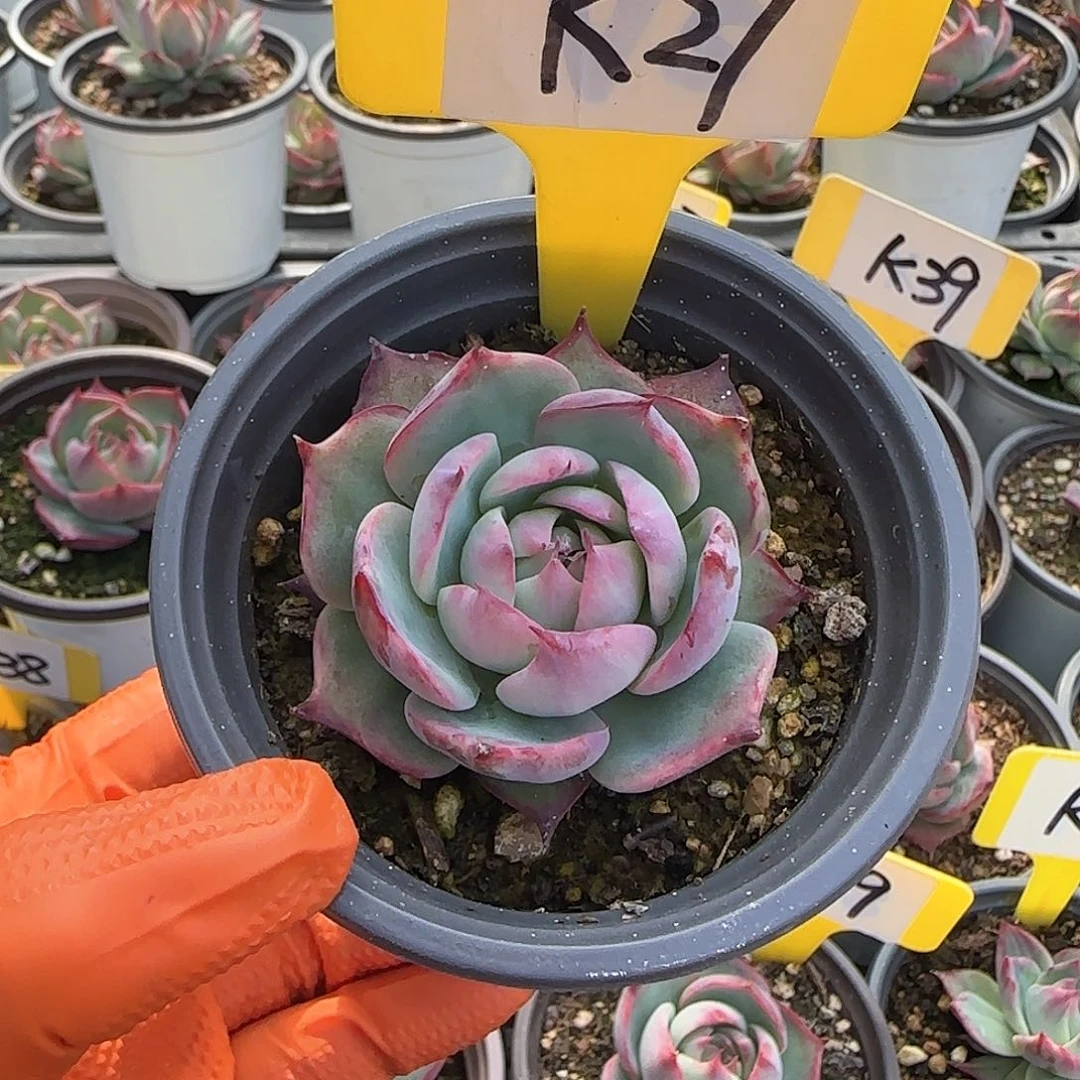 熊***毛K27惊鸿单头多肉