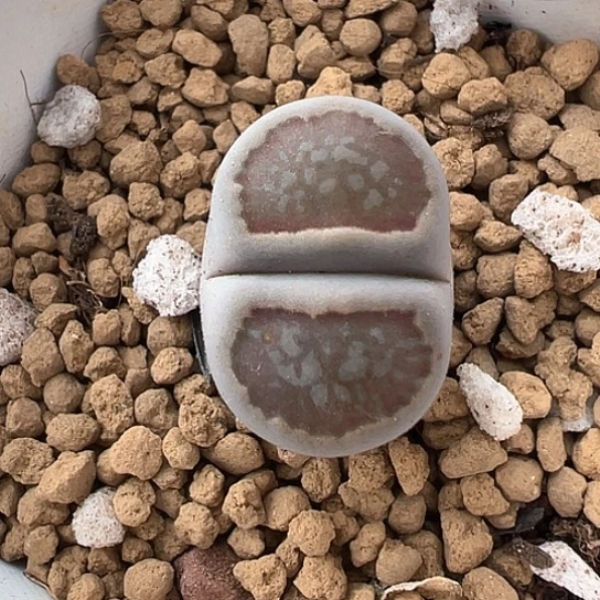 2407.黑巴里福利