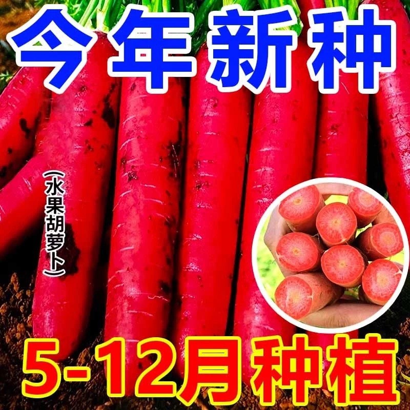 冰糖水果红胡萝卜种子红心胡萝卜籽四季蔬菜水果萝卜