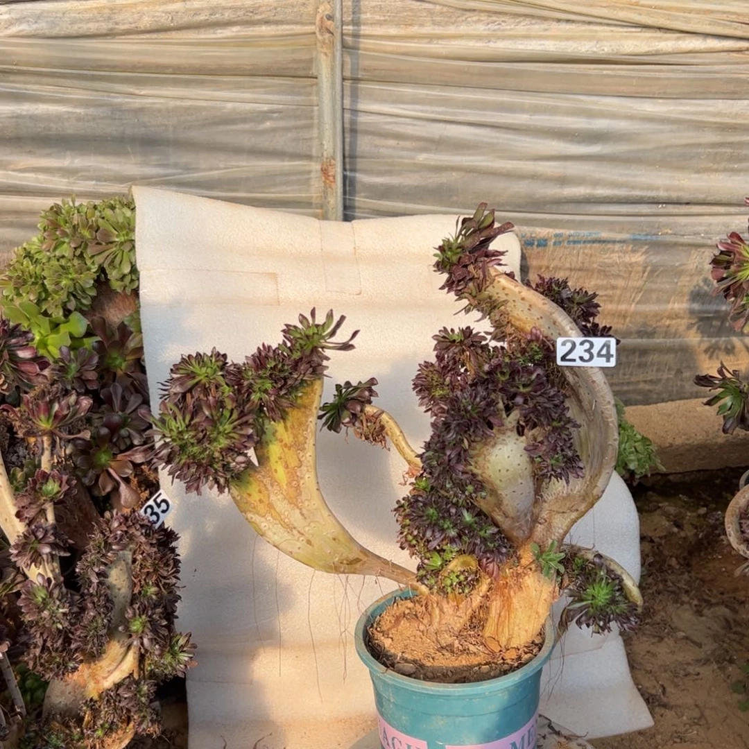 有伤黑缀234宽高36厘米