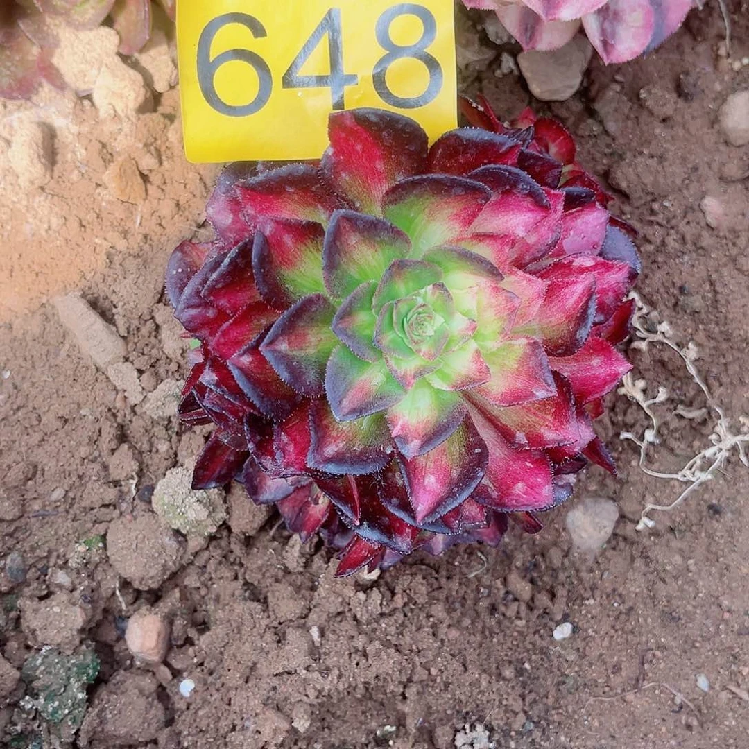 648海王七彩多肉植物