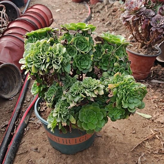 绿羊绒缀加急法师55