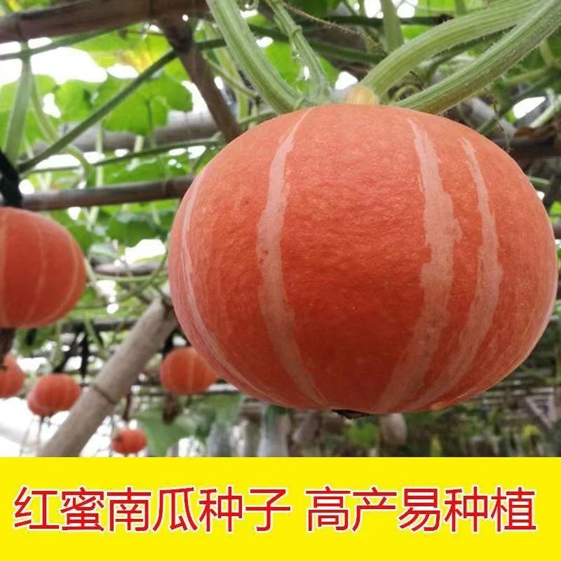 【全场满5包包邮】巨型红蜜板栗南瓜种籽红栗南瓜种子春秋季香甜
