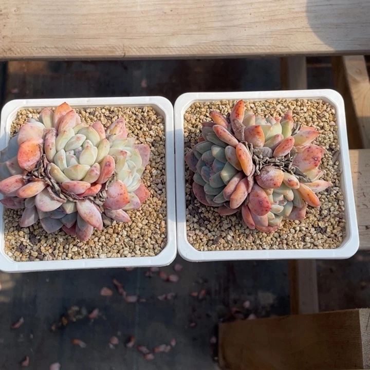 暴****糖星影4头2颗专拍