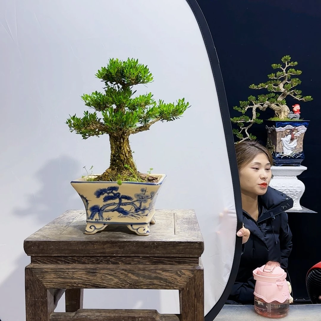 高端黄杨盆景艺术用****哥