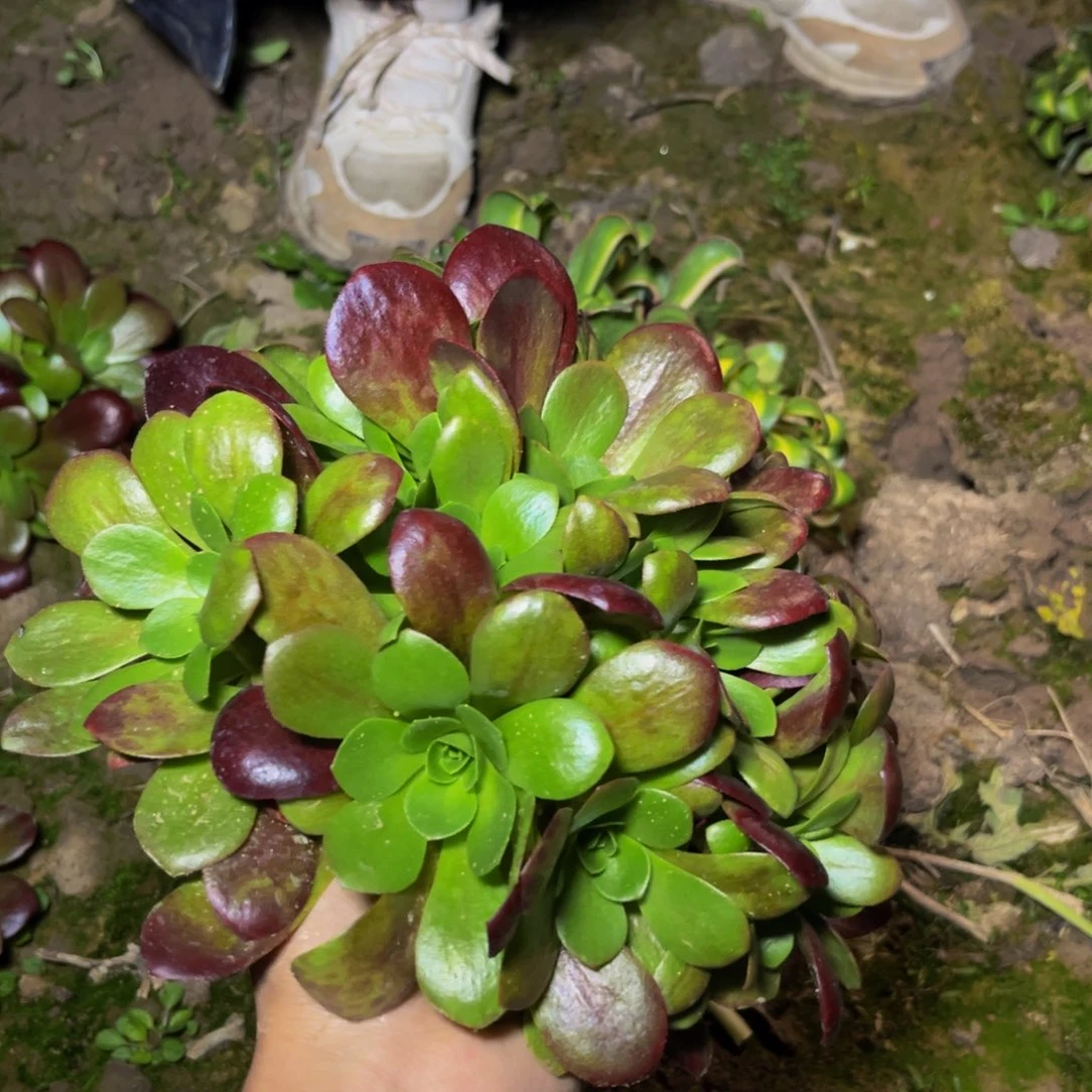 色戒捧花的多肉植物