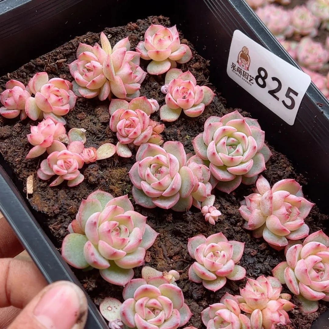 原****啊多肉植物多肉植物