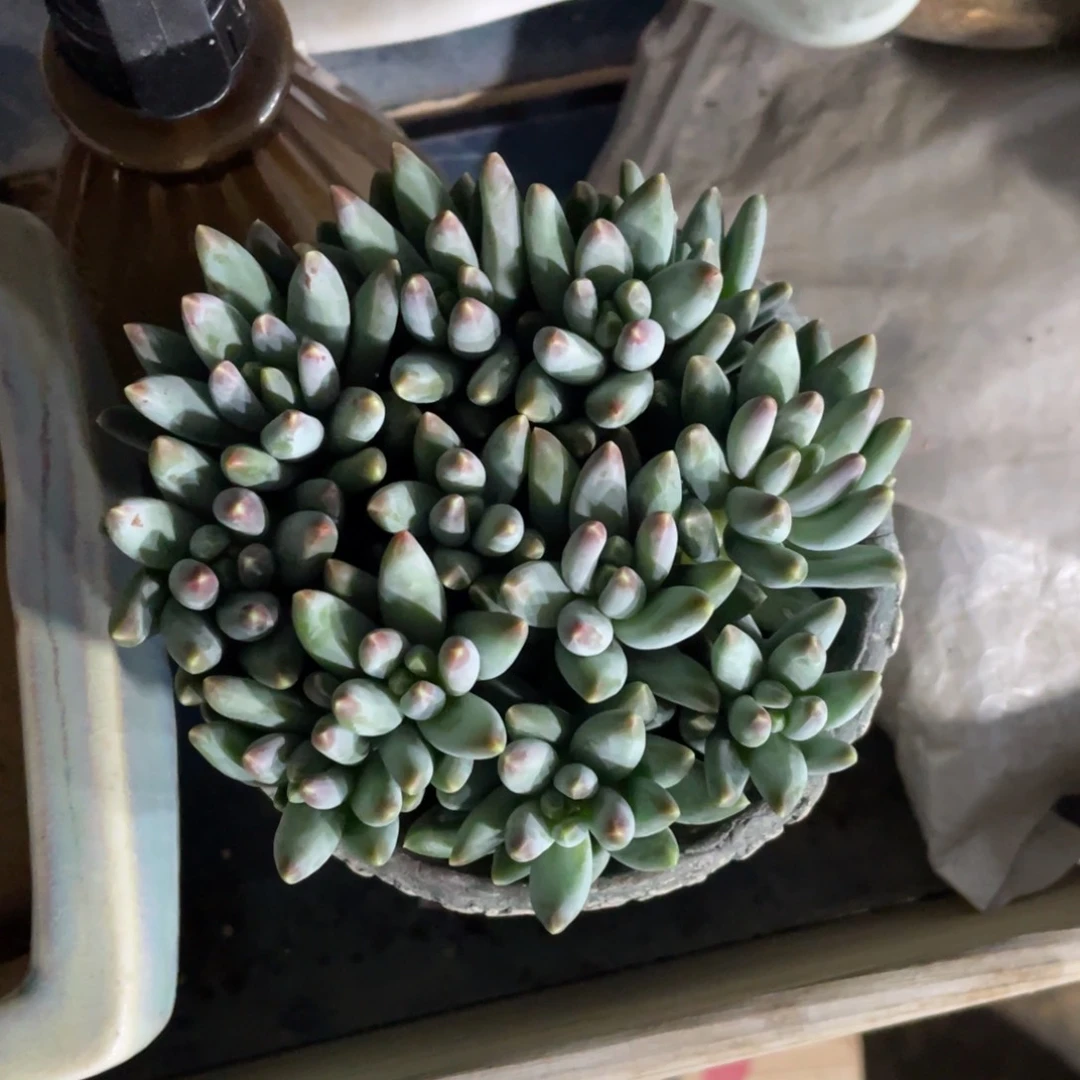 钮***橙一物一拍中通快递