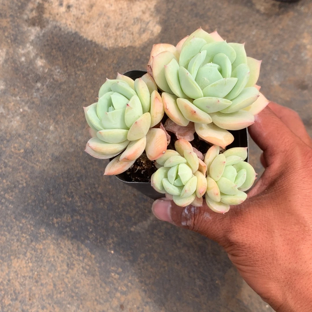 我不敢看电视你要干麻