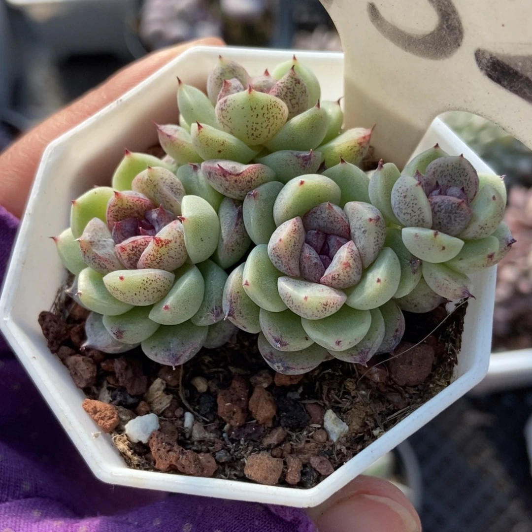 952赤水晶多肉植物