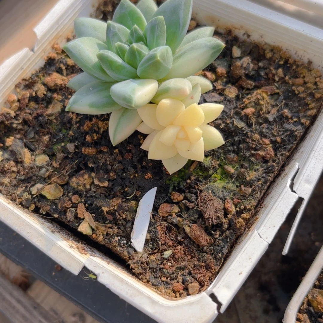 美人锦一物一拍发货