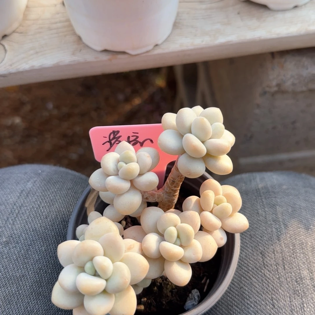 白奶糖老桩五十包邮