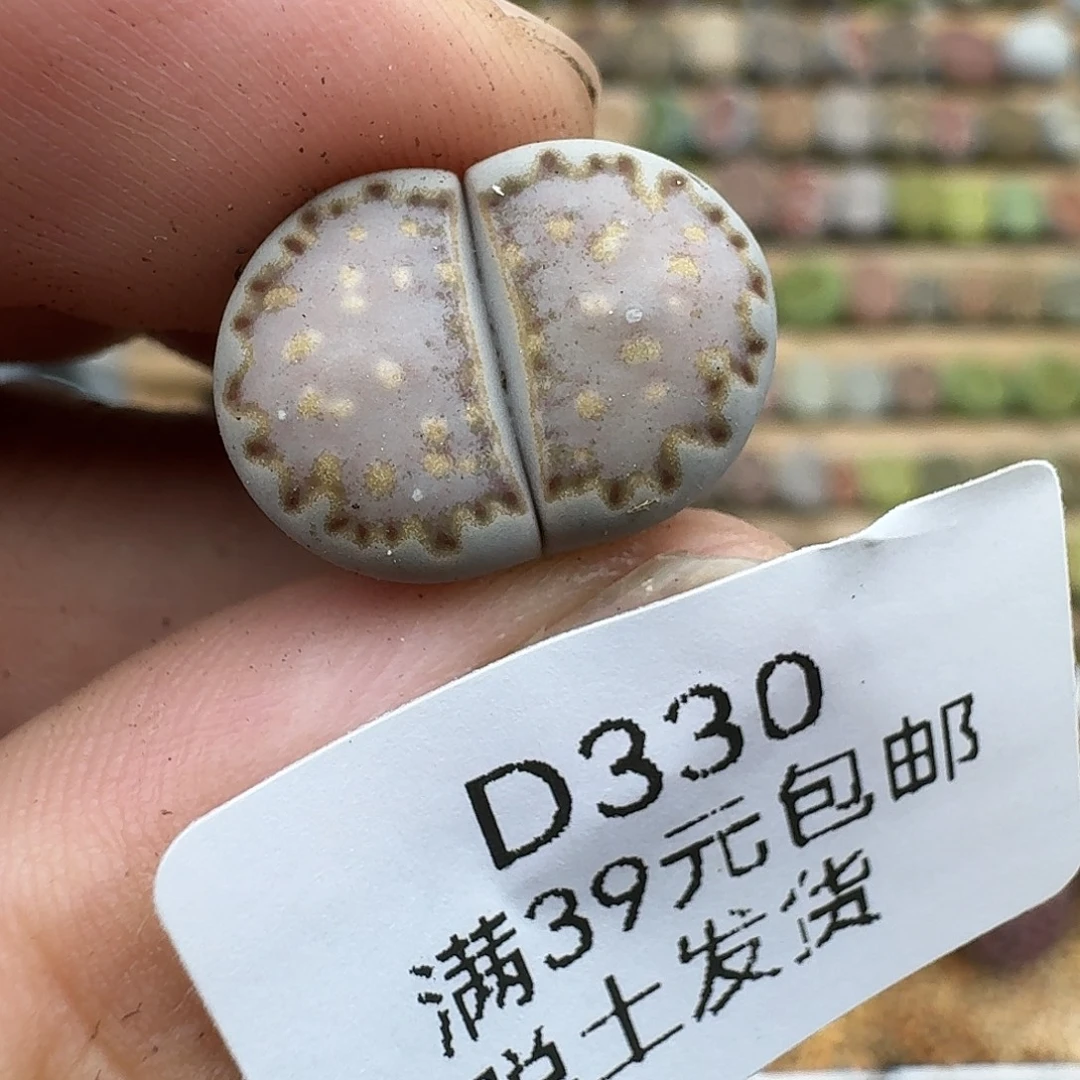 330多肉哈哈哈哈哈哈哈