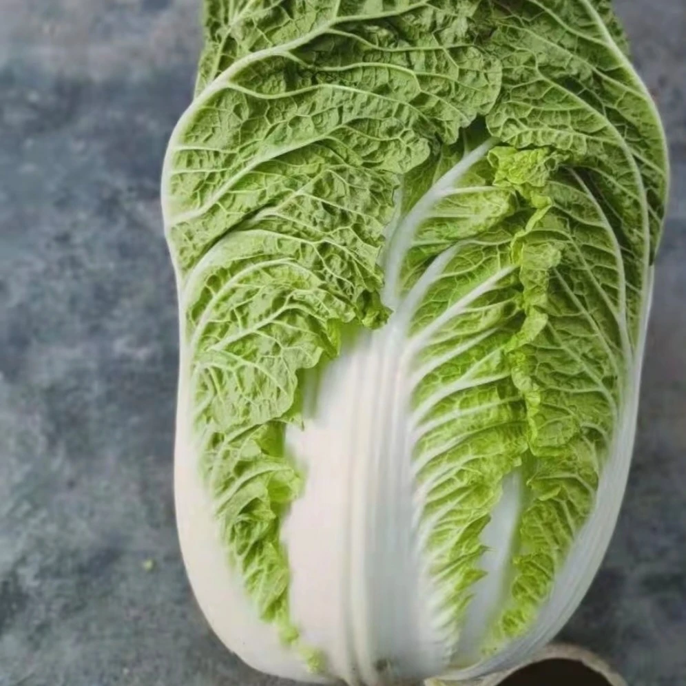 50大白菜秧苗冬季大白菜,叶色绿,内叶嫩黄,叶球柱状,品质佳,高产