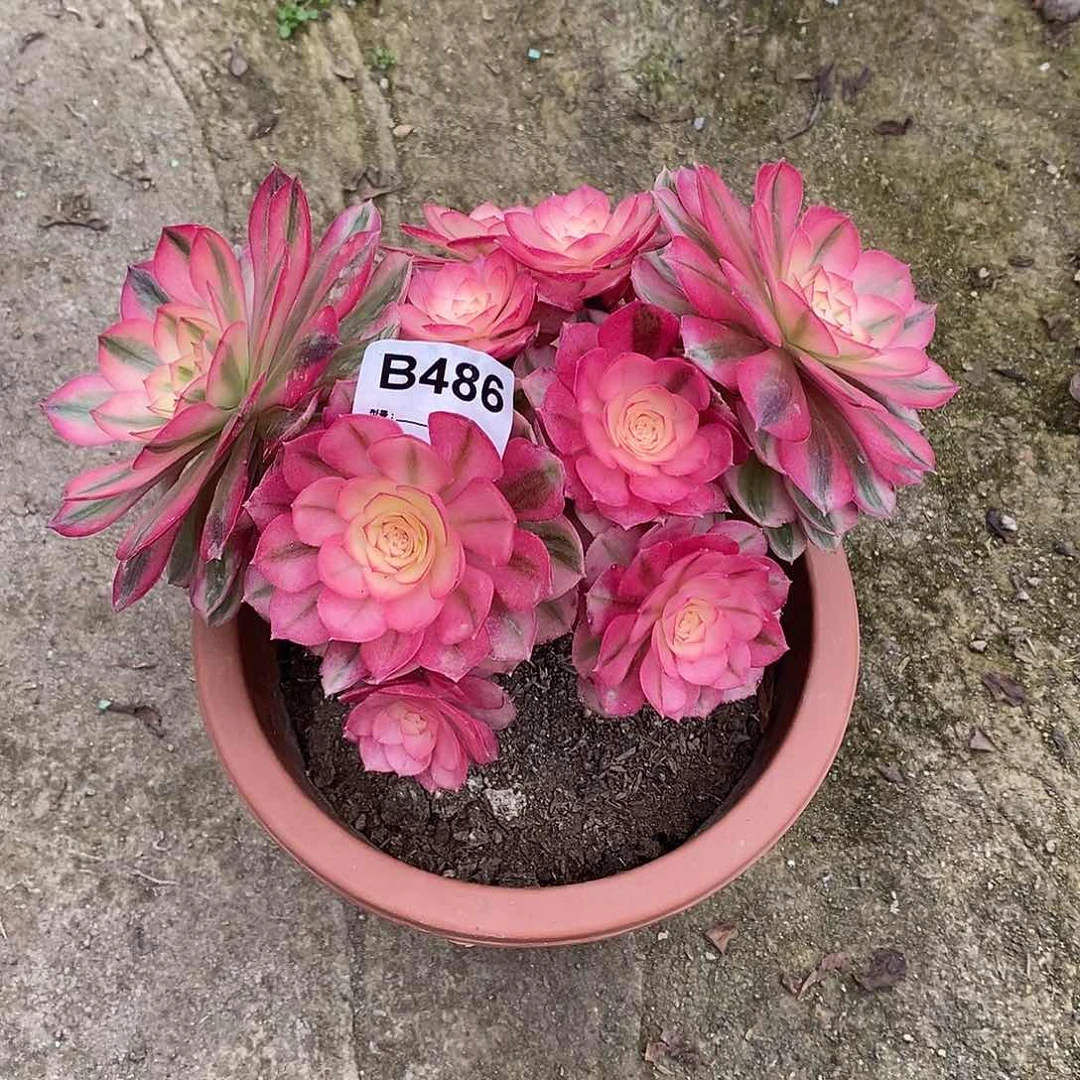 用****1倾城多肉不规则486