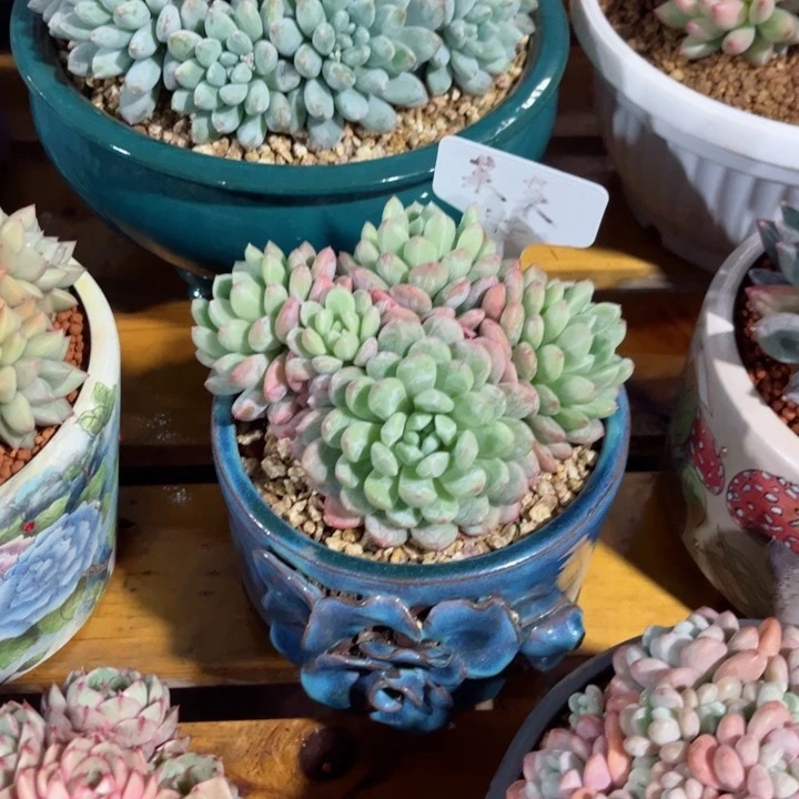 美幕花坊，一物一拍。