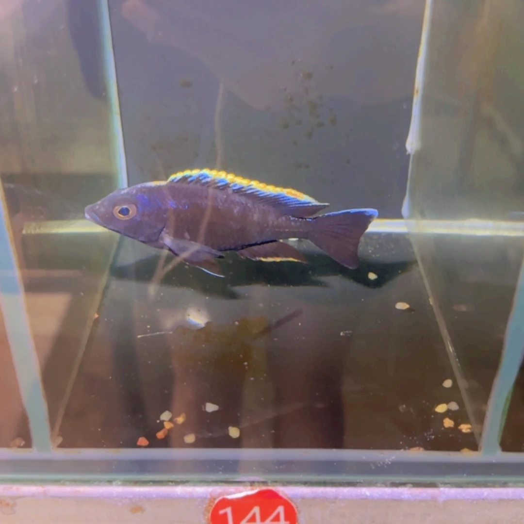 海水鱼144-黑月，13公分