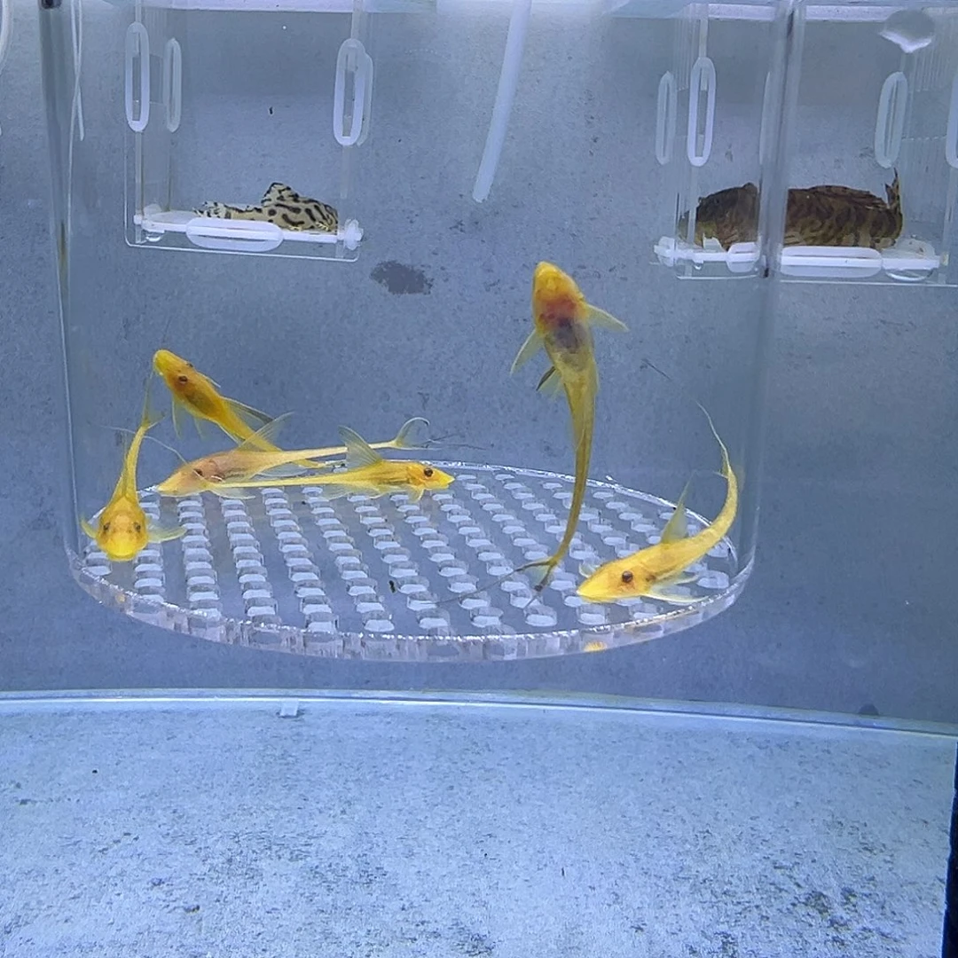 清道夫黄化一组6条