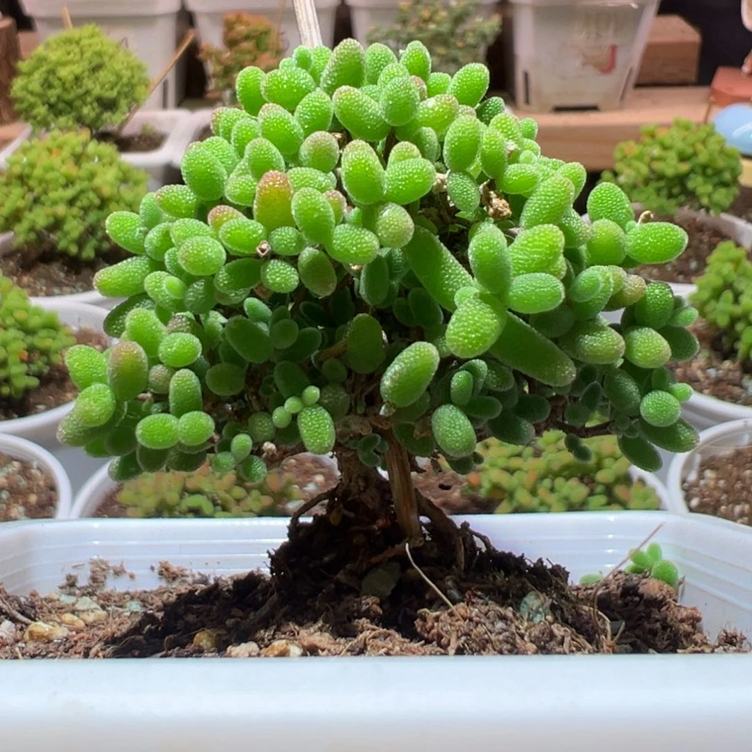 J106蜜橘带盆土发货一物一拍