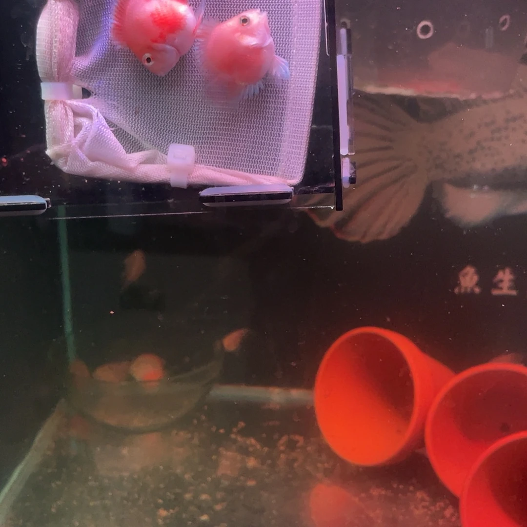 鹦鹉鱼桃心胭脂粉迷你鹦鹉鱼