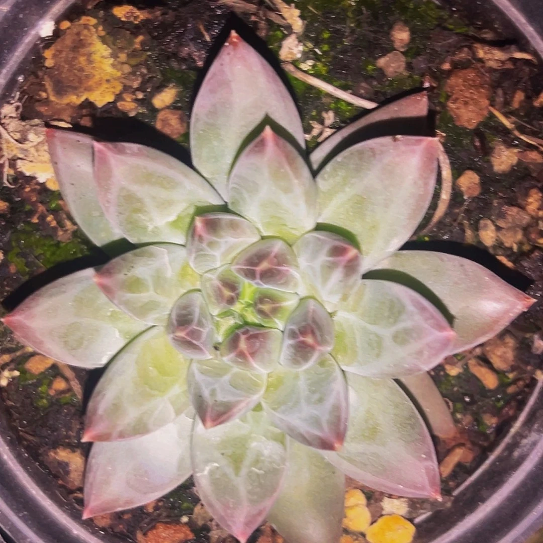 桔云多肉美人精品系列