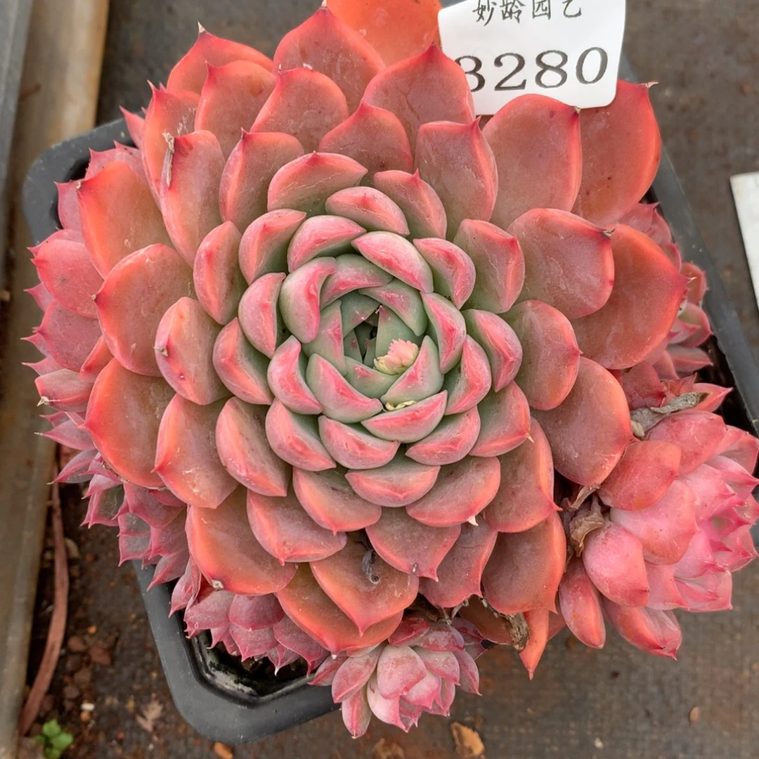 3280杂交多肉植物