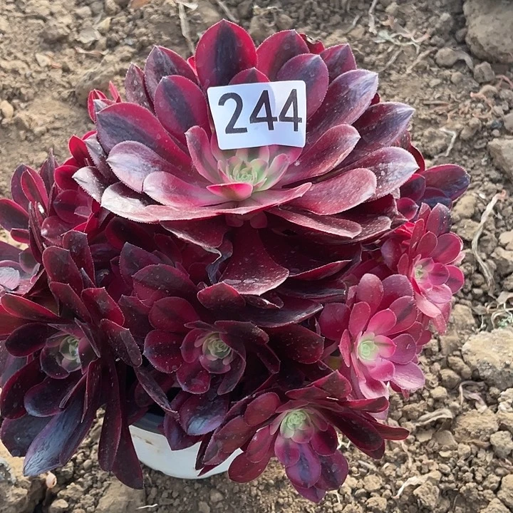 多肉植物法师244凤冠