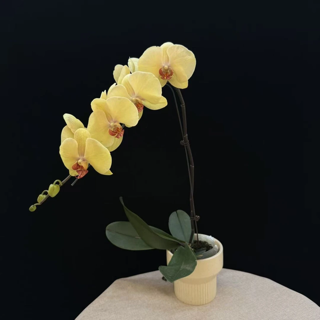 《花漫里花卉》蝴蝶兰【大黄蜂】开花株发货