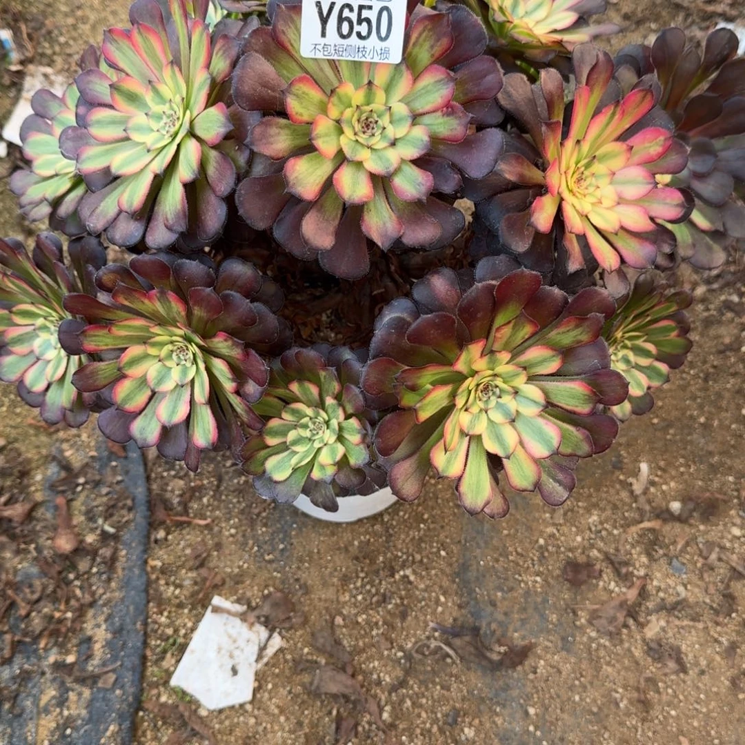 650美亚官服30左右2