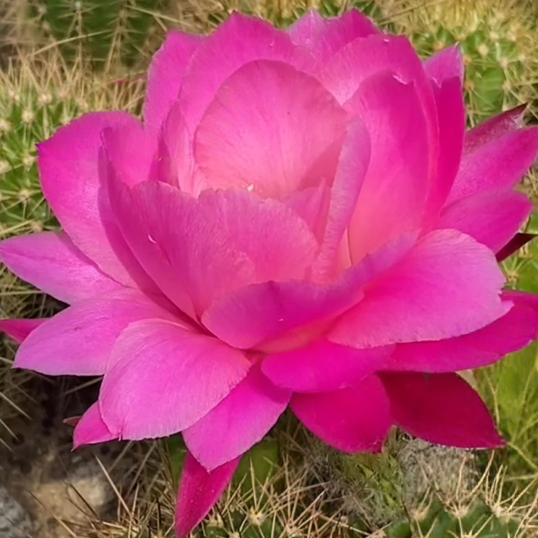 毛花柱 荷花无根侧芽5公分左右满20包邮
