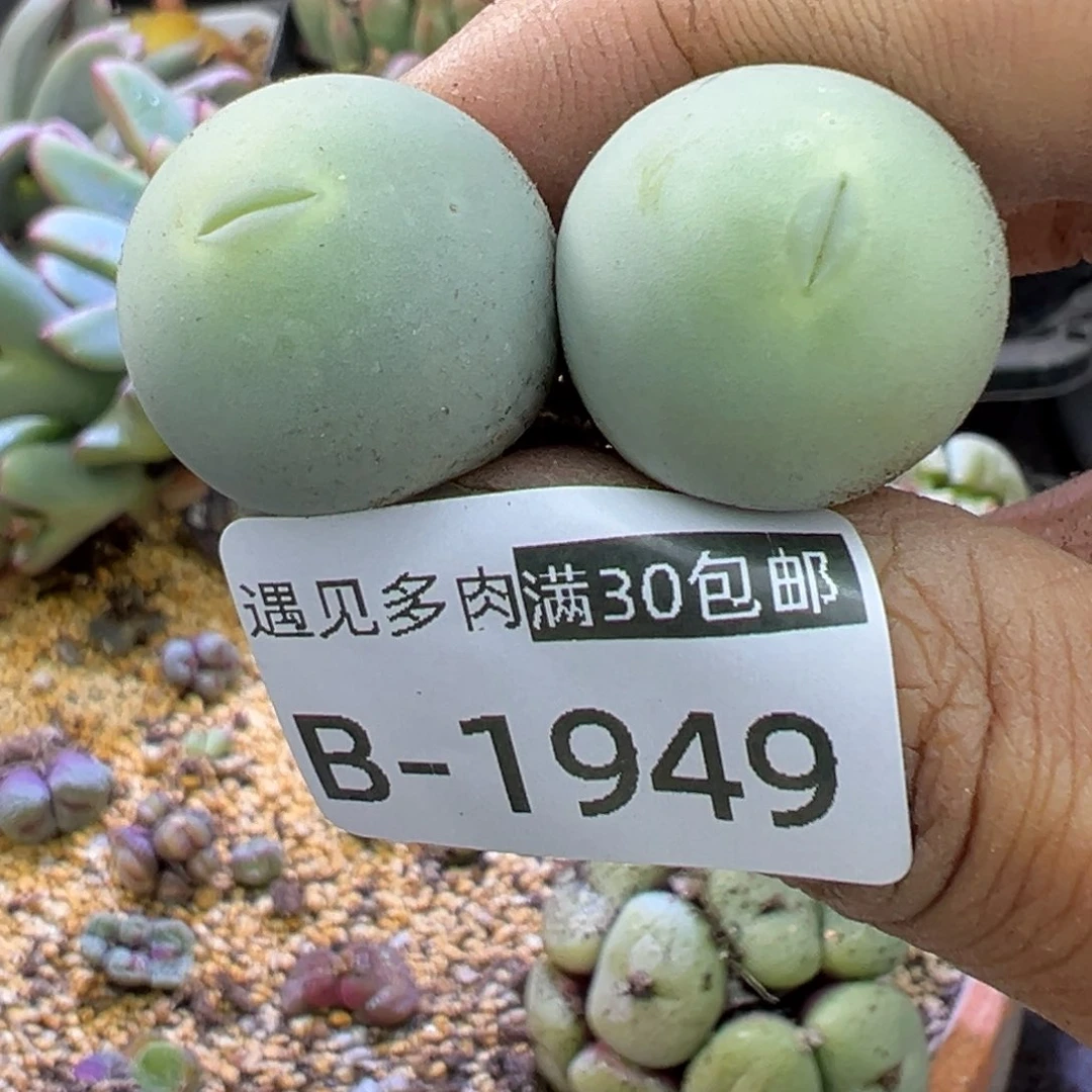 多肉植物111111111111111