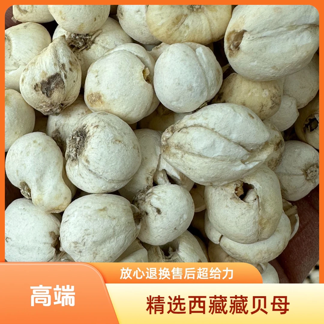 西藏高海拔藏贝母