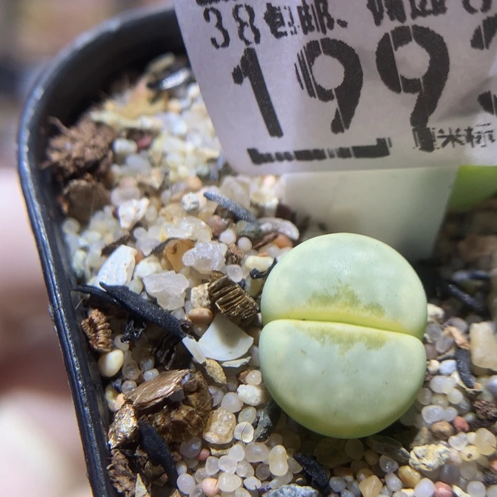 Zzzz精品石石花1993