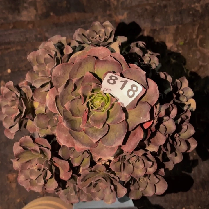 818魅金多肉植物不售后