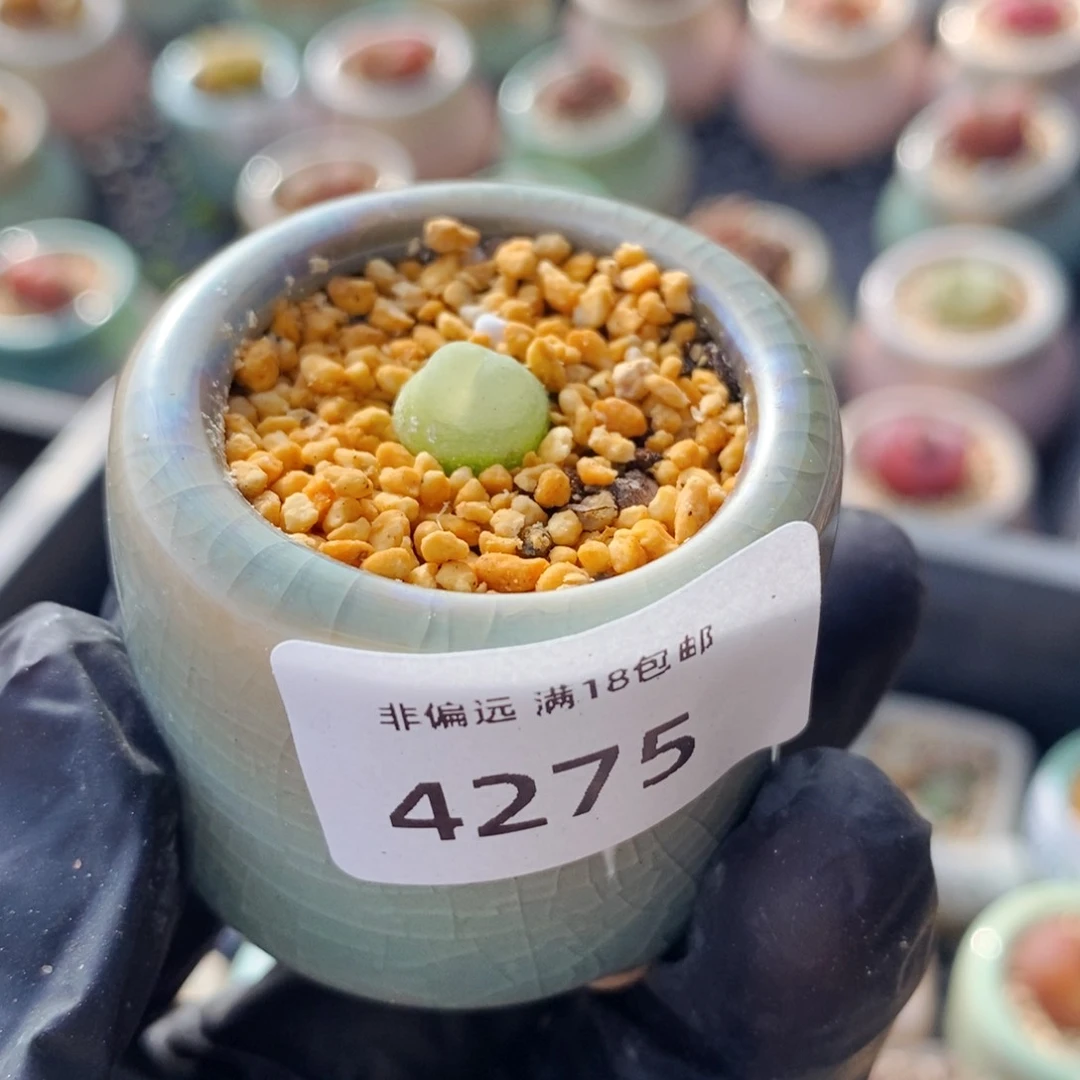 奶*?４２７５－一物一拍 带盆