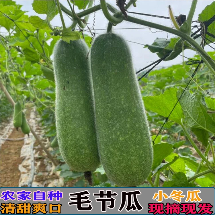 生鲜农家毛节瓜自种现摘现发小冬瓜毛冬瓜新鲜蔬菜当季炒菜煲汤用