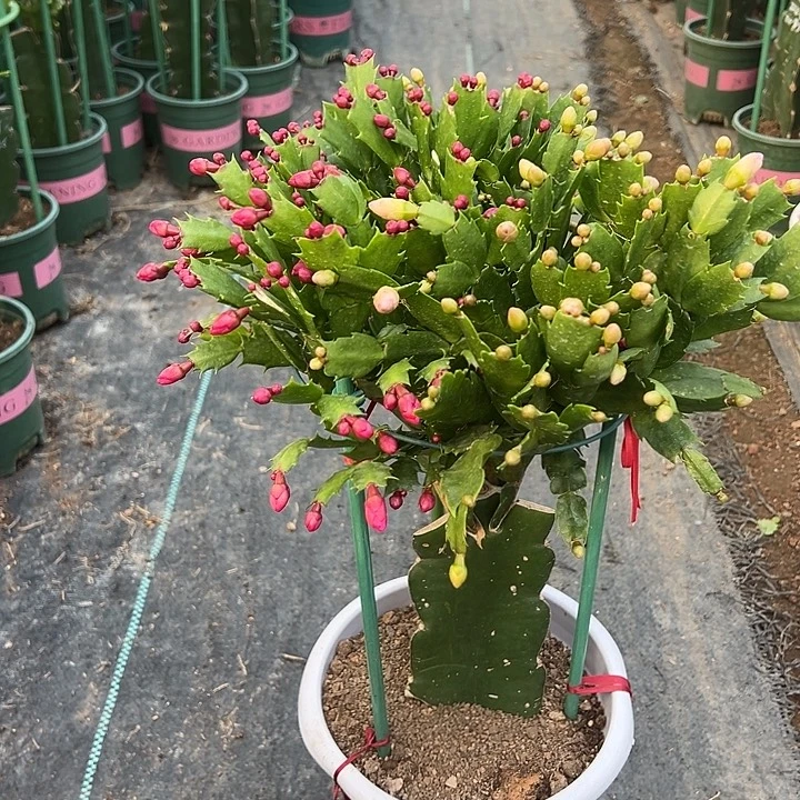 灰***空白盆三色蟹爪兰0276