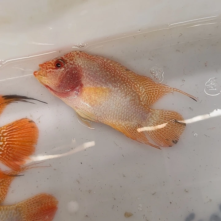 海水啊啊啊啊啊啊啊啊