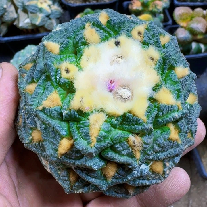 福利苗接龟甲279