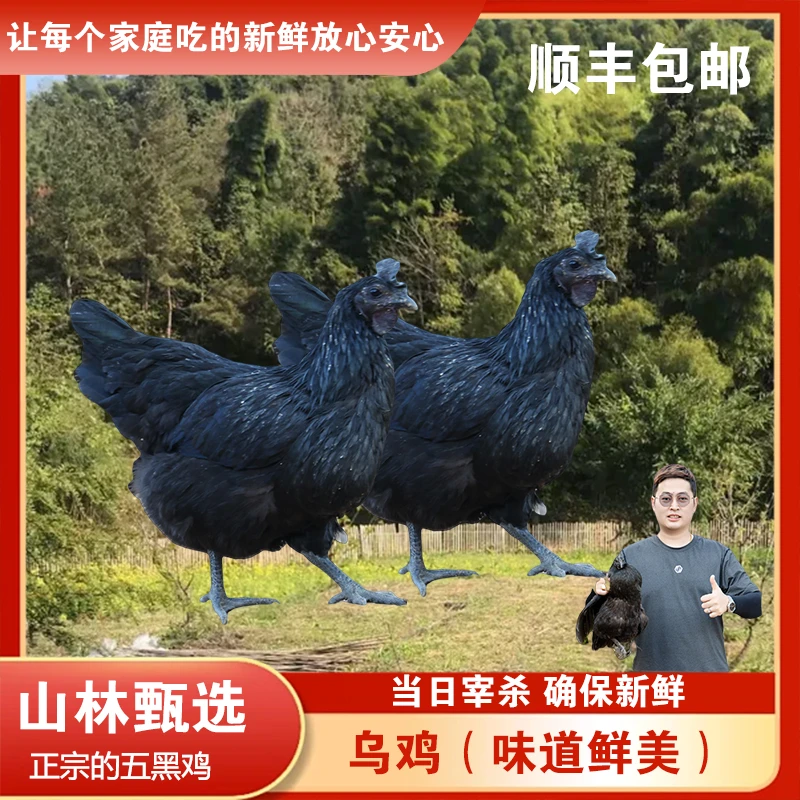 【乌黑鸡】山林天然散养五黑鸡（鸡母）现杀现发煲汤炖汤新鲜健康美味