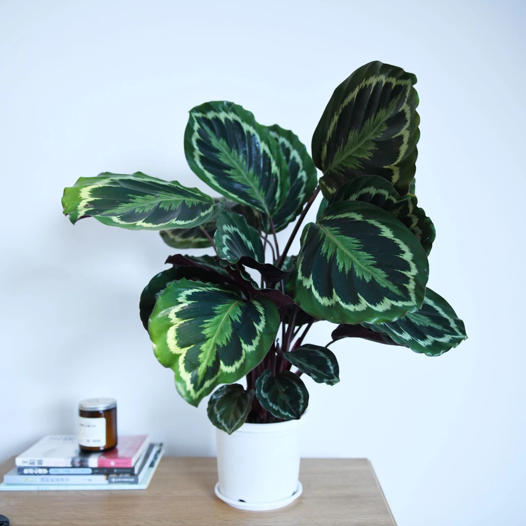 【彩虹竹芋】盆栽开花种好露天庭院盆栽花卉植物