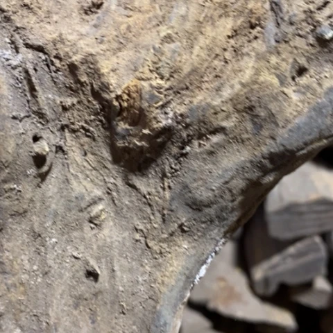 贡木把件123645688996